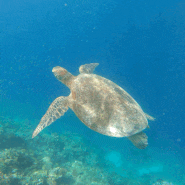 모알보알필수코스 바다거북이와 수영할 수 있는 스노클링명소 화이트비치 🏖️