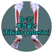 운정재활 D-35 후경골근(뒤정강근, Tibialis posterior) 일산재활