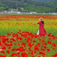 24년 하동 북천 꽃양귀비 축제