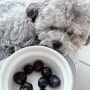 강아지 블루베리 과일 강아지 먹어도 되는 음식