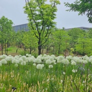 봄비 내리는날 서울식물원 나들이