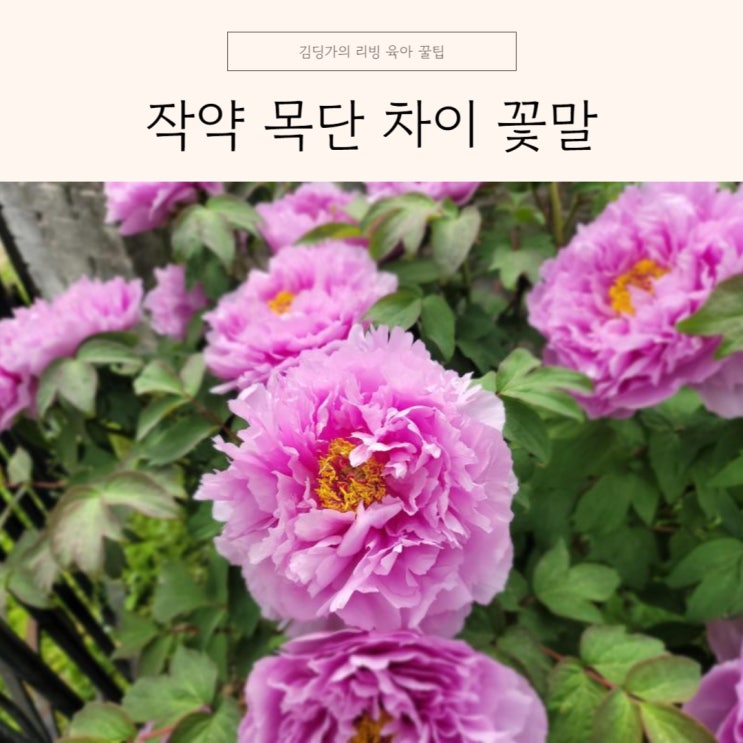 작약 목단 차이 꽃말 키우기 방법 : 네이버 블로그
