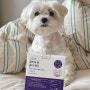 강아지 눈영양제 프로젝트 21 클리어뷰 옵티케어 강아지 핵경화증
