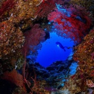 세부 펀다이빙 카모테스 산호가 아름답습니다.