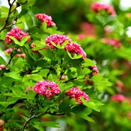 (4월 29일) 식물원들꽃세상의 봄철 야생화(3/3편) - 홍화산사나무 외 17종
