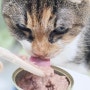 고양이습식사료 영양밸런스 맞춘 선택은 뉴트리플랜 하루영양 주식