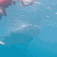오슬롭 고래상어 투어 보물섬 공항픽업으로 첫날 달리기