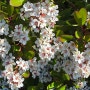 (다정큼나무.샤린마이꽃 탐구)5월의다정큼나무 샤린마이꽃 탐구
