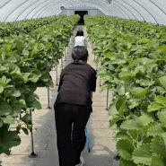 충남 서산 여행 딸기농장 체험 딸기에 반하다