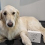 강아지 발사탕 발습진 피부병에 도움되는 펫스킨파우더 스탬푸드