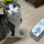 고양이 똥냄새 오줌 냄새 잡아주는 세이오앙 모래 탈취제 추천