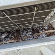 화성시 와우리 아파트 실외기 비둘기 비둘기 사채 똥 청소 퇴치 청소업체