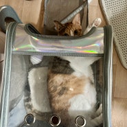 집에서 가티가티 고양이 이동가방에 들어가 있는 초랑이 2023.08.15. 2:55-4:17pm