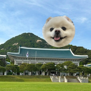 서울여행 청와대 관람예약, 강아지 동반 후기