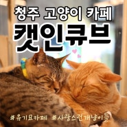 청주 유기묘카페 '캣인큐브(CAT in CUBE)' 아이들이 정말 좋아해요!