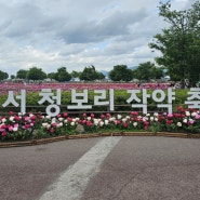 함안 칠서 생태 공원 청보리-작약 축제