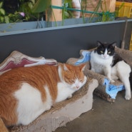 제주 한림 카페 아름다운 정원과 고양이