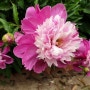 [3년 전 오늘] 탐스러운 꽃송이가 아름답고 향기로운 작약꽃(Paeony), 함박꽃,꽃작약, 꽃말: 수줍음