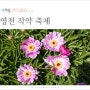 영천 가볼만한곳 경북 여행 영천 작약 꽃축제
