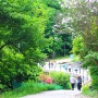 [화천] 비수구미 마을의 5월 풍경