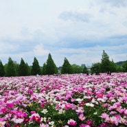 경남 5월 가볼만한곳 대구 근교 넓은 작약꽃밭 핫들생태공원 5월11일 현상태 주차팁