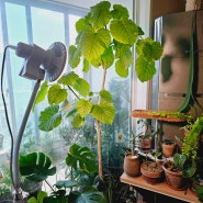 마녀박스 식물성장조명 열대식물 키우기에 적합한 식물등스탠드