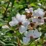 찔레꽃피고지고 요즘시골길