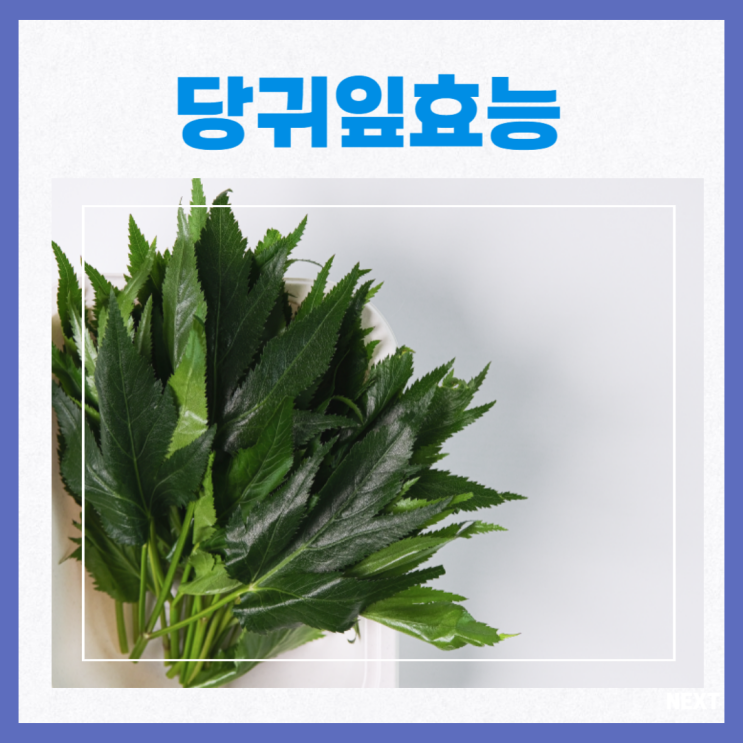 당귀 효능 당귀차 당귀의효능 : 네이버 블로그