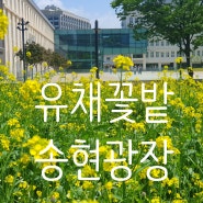 유채꽃밭 서울 도심 송현광장