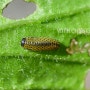 참긴더듬이잎벌레 유충(~2024년) - Pyrrhalta humeralis