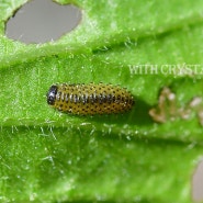참긴더듬이잎벌레 유충(~2024년) - Pyrrhalta humeralis