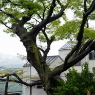 서울 보호수이야기: 서초구 느티나무(서 22-1,2)