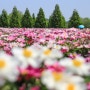 경남 여행 합천 핫들생태공원 작약꽃밭 5월 꽃구경