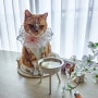 고양이 밥그릇 추천 스스로 살균하는 장수연구소 방짜유기 물그릇