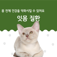 고양이 잇몸 질환 건강에 영향을 끼쳐요