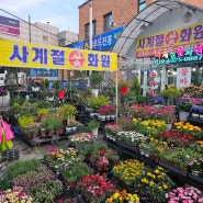 인천 서구 꽃집 사계절화원 킹벤자민 구매 배달