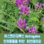 아스트라갈루스 ASTRAGALUS 반려동물을 위한 허브 테라피