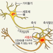 [감각통합] 신경계 발달의 기본원칙, 감각의 신경학적 발달 과정