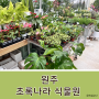 원주 초록나라 식물원_초보식집사의 후마타 고사리 키우기