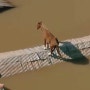 브라질, 홍수로 지붕에 갇혀있던 말 구조 생중계