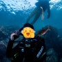 제주도스쿠버다이빙 제주꿈꾸는고래에서 인생 첫 다이빙 후기