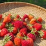 노지 딸기 수확! 런너 번식 딸기모종 키우기