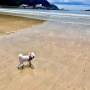 [여행] 강아지와 함께한 남해 바닷가 (코롱이 사진 모음집)