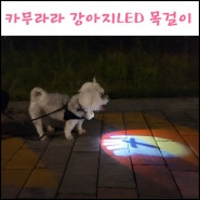 강아지야간산책 카무라라 LED목걸이로 밤에도 안전하게 산책해요