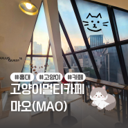 홍대 고양이멀티카페 '마오(MAO)' 홍대데이트추천