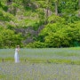 서울 근교 꽃구경 남양주 한강공원 삼패지구 5월의 수레국화 자작나무숲