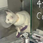 24시 노아동물메디컬센터 광주 고양이 이물질 개복수술 후기