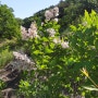 작년보다 일주일 늦은 정향나무 털개회나무 섬개회나무 꽃