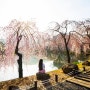 연지못 수양벚꽃, 영산 연지못과 항미정