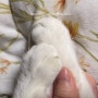 [용품]고양이 발톱 깨짐 최최최종 엔딩-넥카라의 모험(행주카라,오도넛 넥카라,플라스틱 넥카라)